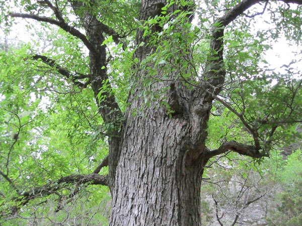 Oak Tree Hallow